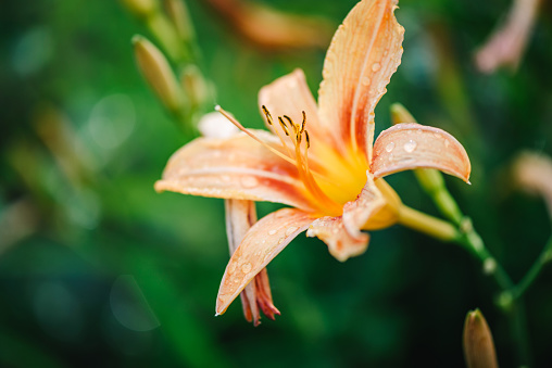 Closeup shot of an Asiatic Lily in white and yellow color with brown stamen and water drops under dark back ground