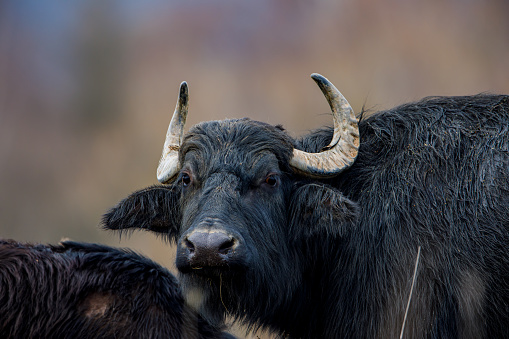 A portrait of an water buffalo