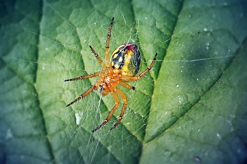 Araniella cucurbitina Cucumber Green Spider. Digitally Enhanced Photograph.