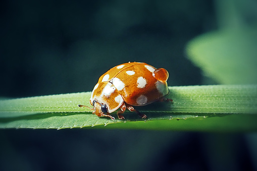 Calvia quatuordecimguttata Cream-Spot Ladybeetle Insect. Digitally Enhanced Photograph.