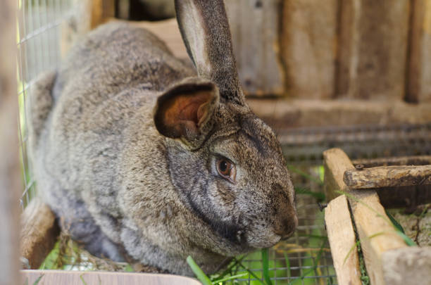 istock A rabbit in a cage chews grass. Breeding rabbits. Animal husbandry, household 1404390308