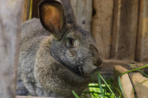 istock A rabbit in a cage chews grass. Breeding rabbits. Animal husbandry, household 1404390330