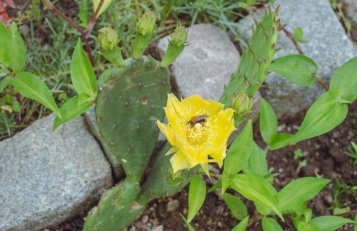 Blooming Opuntia Cactus with a bee in a flower. Quality image for your project
