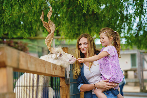 Little preschool girl and woman feeding goat. Happy excited child and mother feeds animals a wildlife park. Family leisure and activity for vacations or weekend.
