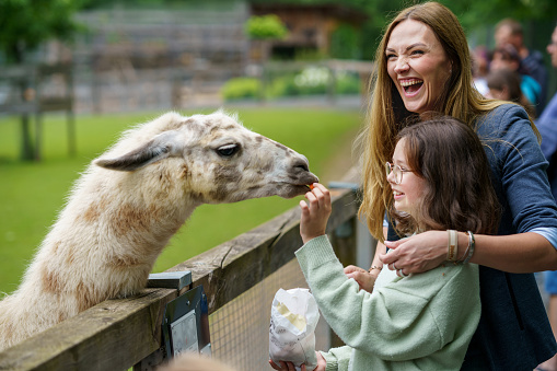 Niña y mujer europea de la escuela alimentando lama de alpacas peludas y peludas. Feliz niño emocionado y madre alimenta a guanaco en un parque de vida silvestre. Ocio familiar y actividad para vacaciones o fin de semana photo