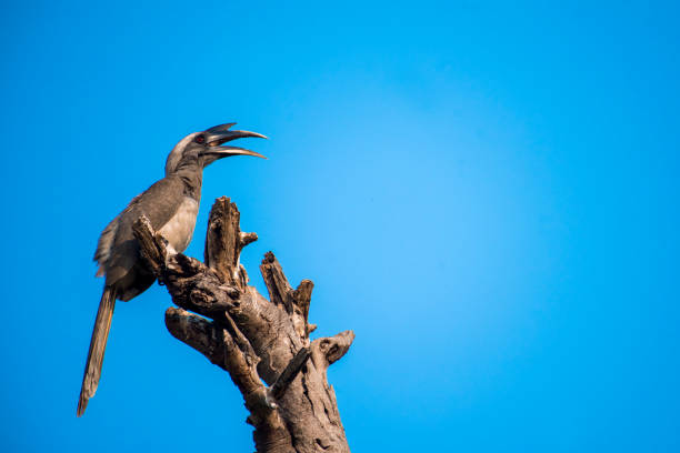 gray horn-bill sentado na filial com céu azul - koala bear animals in the wild perching - fotografias e filmes do acervo