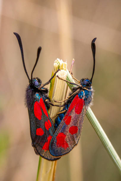 istock Zygaena filipendulae 1404394333