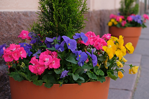 Colorful viola (violet) flowers in flower pots at the entrance to the building. Street urban gardening with colorful flowering plants in a flower pot.