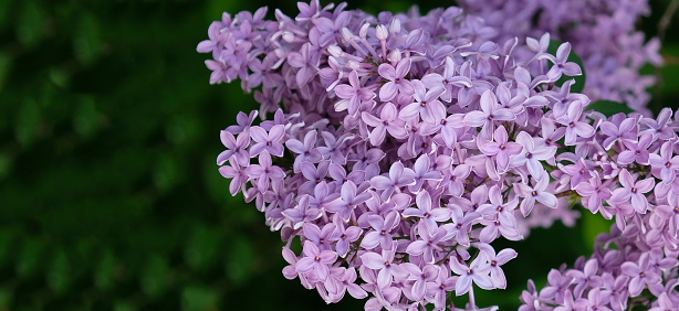 Beautiful blooming varietal selection Syringa vulgaris. Close-up of spring lilac violet flowers, abstract soft floral background.
