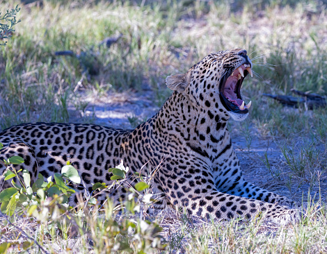 A female leopard seen, from below, while yawning, on a safari in South Africa