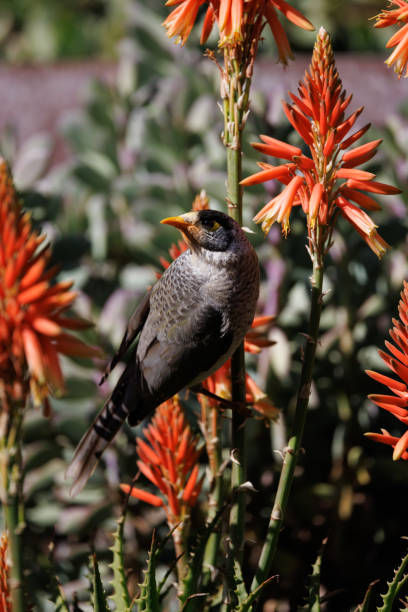 istock Noisy Miner, Manorina melanocephala perching on a flower stem 1404398417