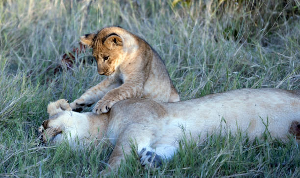 istock Lion Cub playing with mother 1404399194