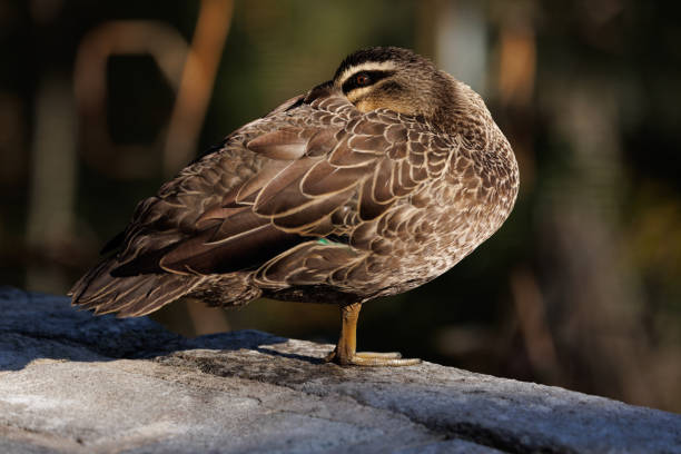 Brown duck resting. Pacific Black Duck, Anas supersiliosa