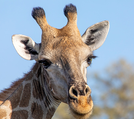 Closeup of cute  reticulated giraffe baby with parent (Giraffa camelopardalis reticulata)