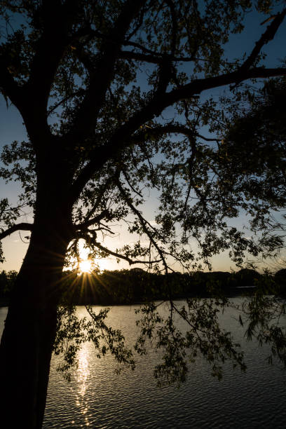 Warm sunlight filtering through silhouette of a tall tree at sunset  in Lalbagh Botanical Garden,Bengaluru,Karnataka,India.Starburst