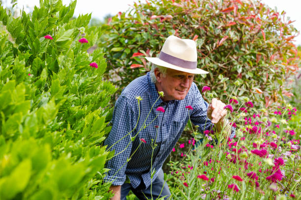 istock Senior man working in the garden 1404401320