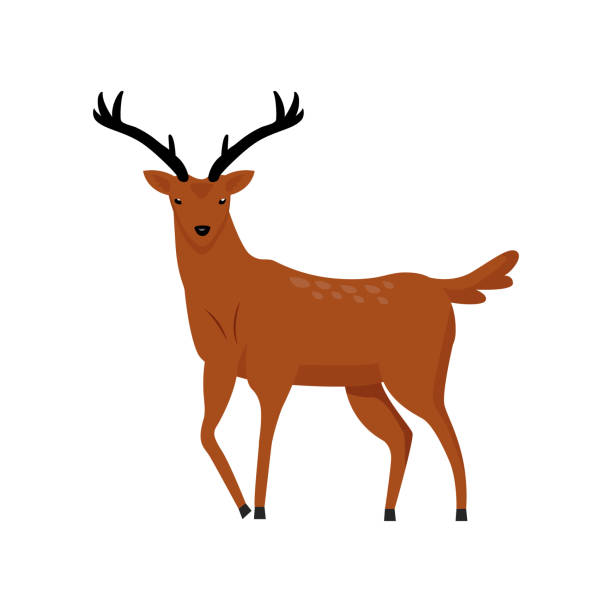 kuvapankkikuvitukset aiheesta ruskea peura, jossa on kaksi sarvea puoliksi tasainen väri vektori merkki - stag night