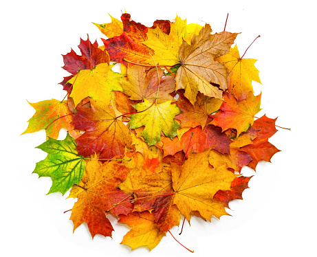 Top view - a lot of beautiful natural colorful autumn maple leaves stacked in a circle, isolated on a white background.
