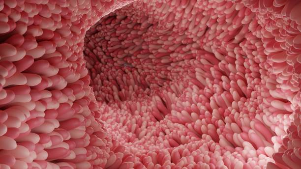 istock Red microvilli in a intestinal tract.3D Rendering illustration 1404402164