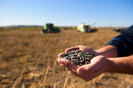 Sunflower grains in the hands, harvested in the field