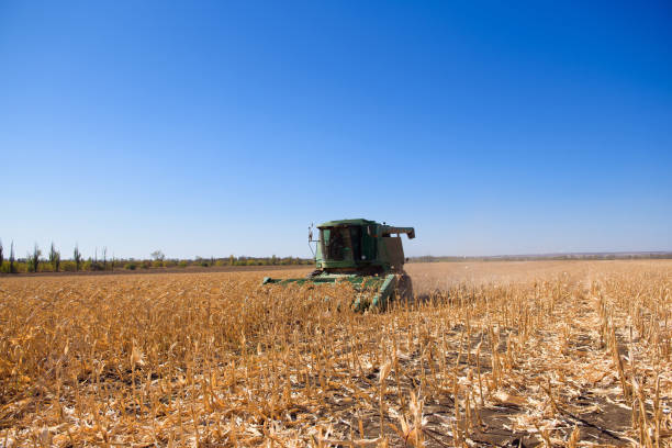 istock Harvesting corn field in autumn.Harvest working on corn field. 1404402357
