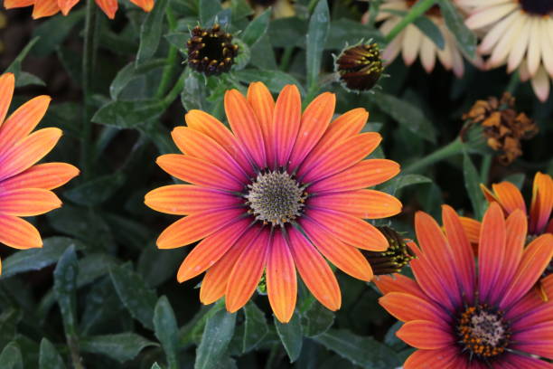 istock Flowers of Osteospermum ecklonis or Dimorphotheca ecklonis or Cape marguerite 1404402380