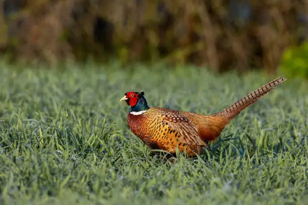 Male common pheasant (Phasianus colchicus) walking in a cereal field in the morning sunlight.