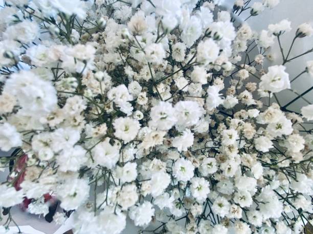 istock White Baby Breath Bouquet 1404404163