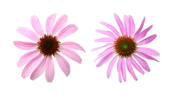 istock Beautiful echinacea flowers on white background, collage. Banner design 1404404198
