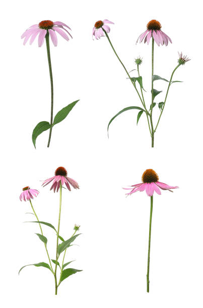 istock Set with beautiful echinacea flowers on white background 1404404199