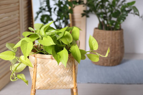 istock Beautiful potted plant, space for text. Interior design 1404404323