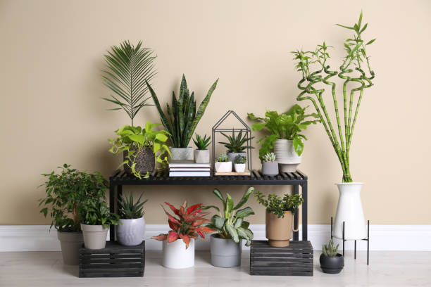 istock Stylish room interior with beautiful potted plants and table 1404406289