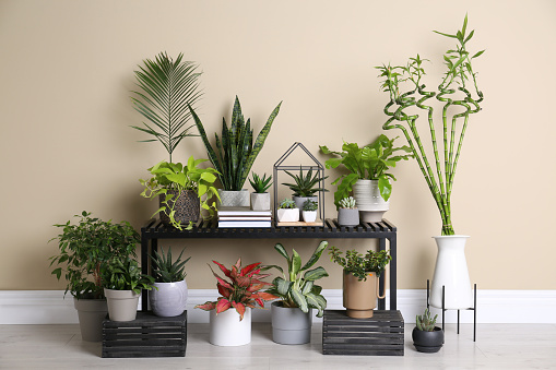 Stylish room interior with beautiful potted plants and table