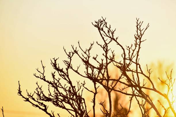 silhouette of a tree in sunset, photo as a background, digital image