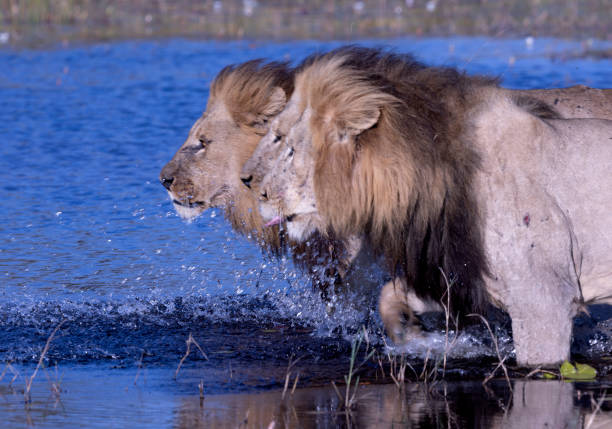 Taken in the Okavango Delta, Botswana