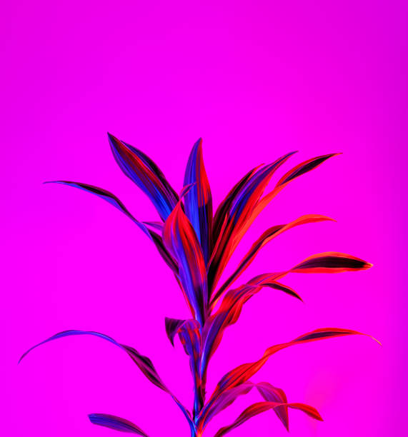 istock Lemon lime dracaena leaves on dark magenta background 1404407184