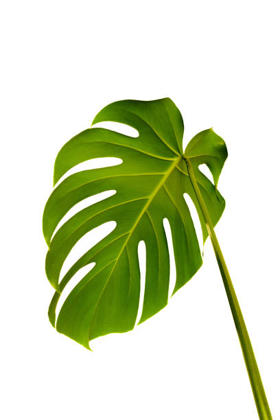 istock Monstera Deliciosa plant leaf isolated on pure white background. 1404407308