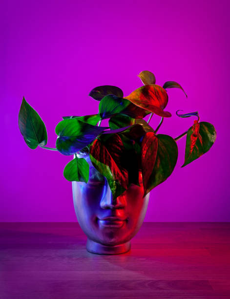 Golden Pothos plant in head shaped pot on dark magenta background. stock photo