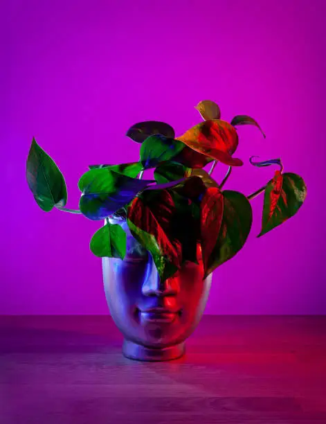 Photo of Golden Pothos plant in head shaped pot on dark magenta background.