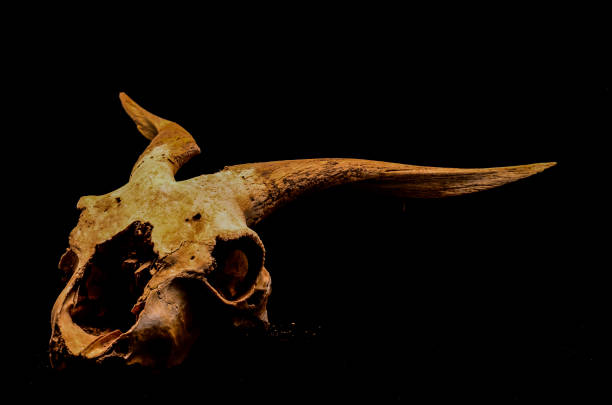 istock Dry Goat Skull with Big 1404408330