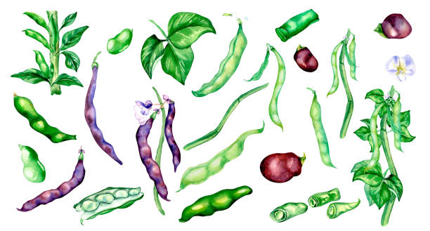 Black beans pod, green haricot watercolor illustration Board of black string beans, green haricot watercolor illustration isolated. Violet beans pod, Black Eyed peas, legume, seed, vegetable, . Hand painted for design menu, wrapping, ingredients of dishes, recipe organic red cowpea beans stock illustrations