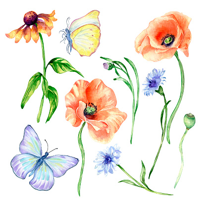 Set of meadow blue, red flowers, butterflies watercolor illustration isolated. Cornflower, poppy, coneflower, insect, wildflowers hand painted. Design element for greeting cards, fabric, tableware