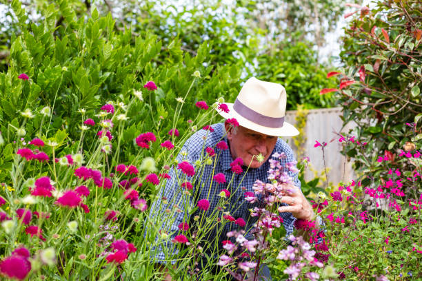 istock Senior man working in the garden 1404409000