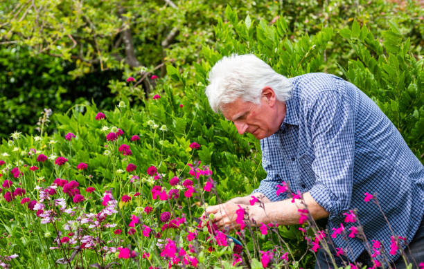 istock Senior man working in the garden 1404409004