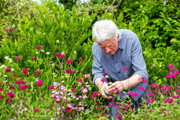Senior man working in the garden