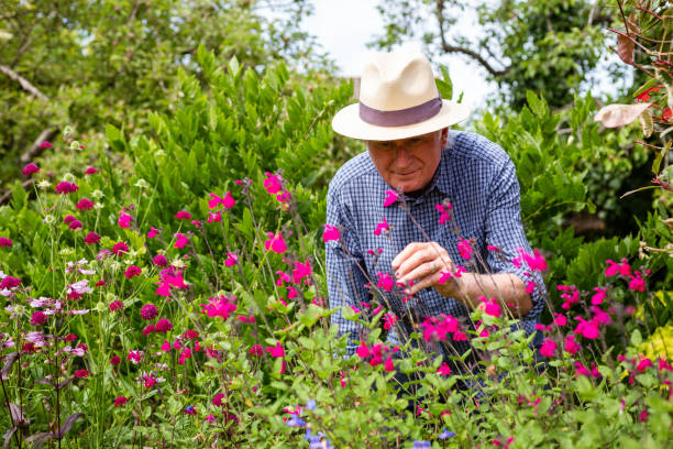 istock Senior man working in the garden 1404409064