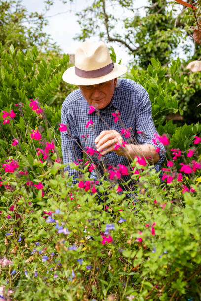 istock Senior man working in the garden 1404409082