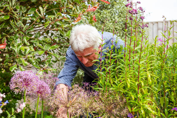 istock Senior man working in the garden 1404409117