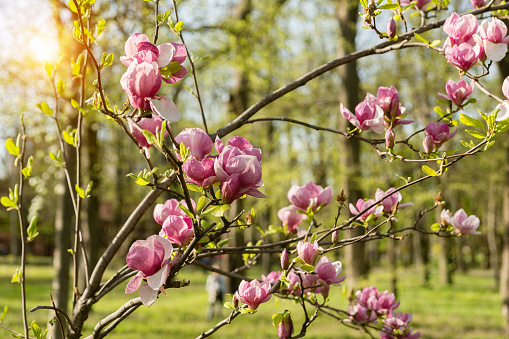 Beautiful flowering Magnolia soulangeana tree in the spring garden at dawn. Pink flowers on leafless branches