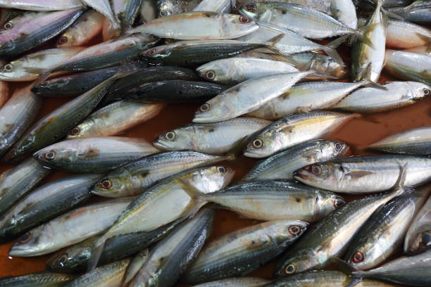 istock Fresh fish on market counter 1404413587